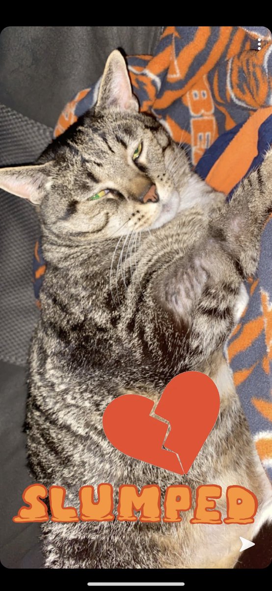 lost our dog 2 days ago and just found out this morning that our cat probably won’t make it much longer. heartbreaking