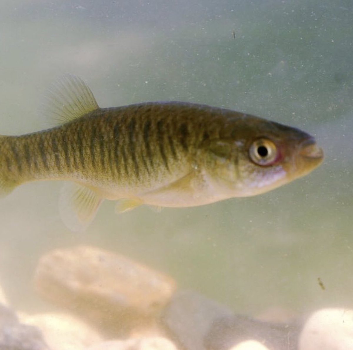 nuclearfactjerr's tweet photo. cycle, if there was a nuclear bomb, they’re still probably live all 30 days.

4. The Mummichog
These amazing, very normal-looking, tiny fish are the only fish to have been sent to space. They can live in the dirtiest, most chemically polluted parts of the ocean and be perfectly — https://t.co/QHZXEqX1ul