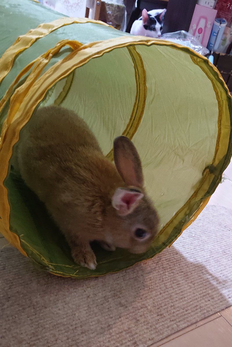 子うさぎ Twitter Search