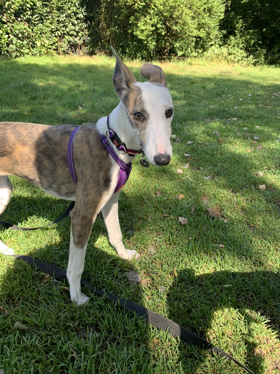 MapperleyPets's tweet image. First pack walk for Delta today! What a good girl she was! 🌟🐾🌟