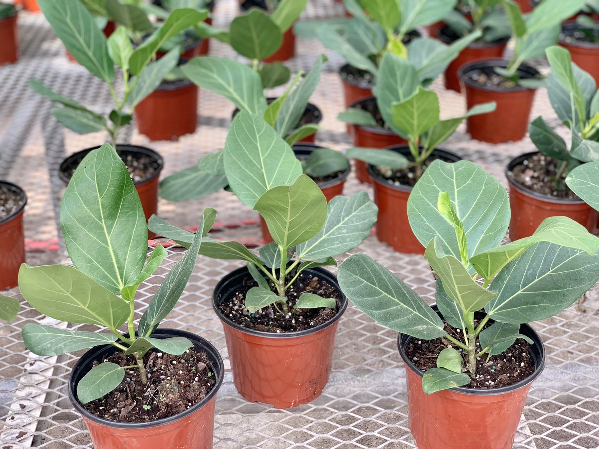 ValleyviewG1970's tweet photo. Our new favourite ficus 💚 According to legend, the Ficus Audrey is the tree under which the Buddha sat for 49 days to achieve enlightenment 🙏🏻 #ficusaudrey #plantlove #houseplant #greenhouse #plantsmakepeoplehappy https://t.co/K0UYffQT5N