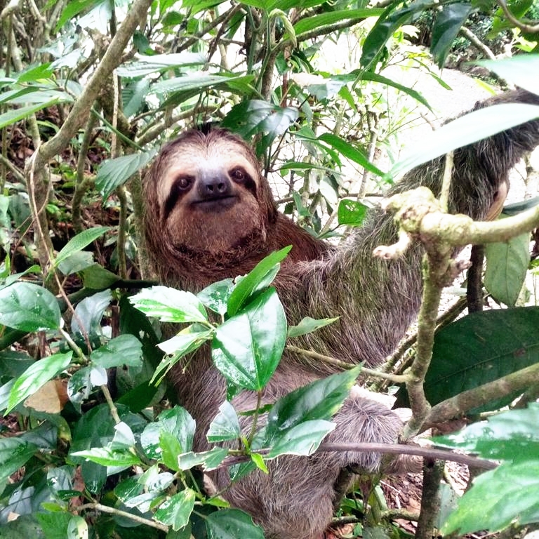 Kalonsurf's tweet photo. 🍃 This friend came down to visit. Look at the shot we could take of him.  🤭 They are adorable and particular creatures. 😍⁣
⁣
🙌🏽 Sloths actually only come down the trees once per week to eat so you can imagine, what are the chances to run into them.⁣
⁣ https://t.co/psHj6c0sEF
