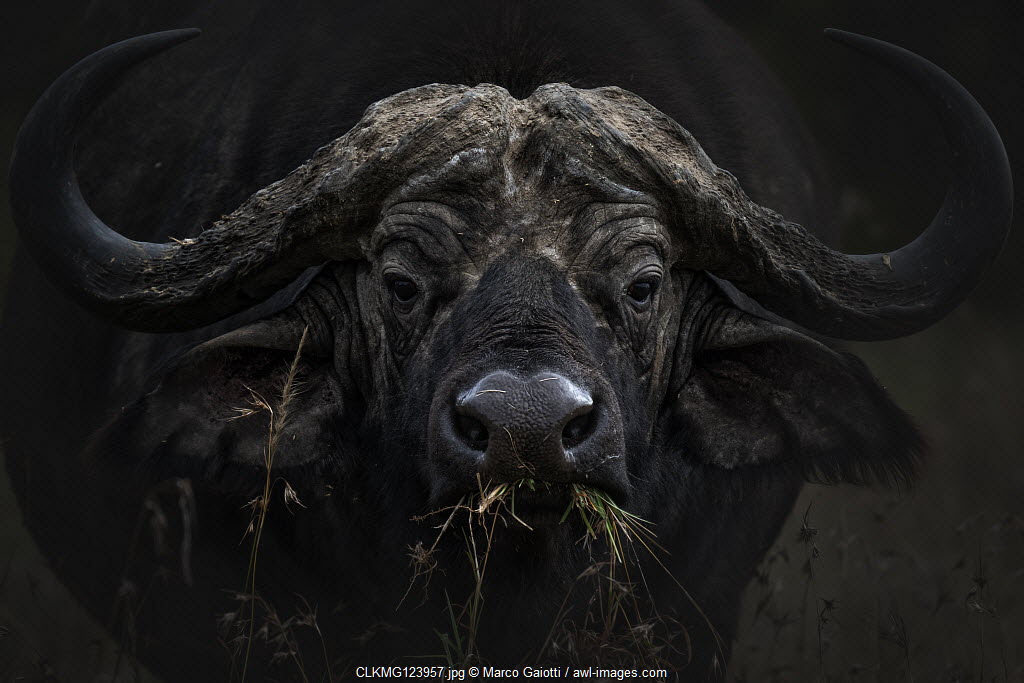 awlimages's tweet photo. Daily Inspiration: African Buffalo in Lake Nakuru National Park, Kenya by Marco Gaiotti AWL Images.
https://t.co/uqv68A89lW
------------
#awlimages #travelphotography #stayinandexplore #cnntravel #bbctravel #africa #kenya #africanbuffalo #lakenakuru https://t.co/qoLN98cIxg