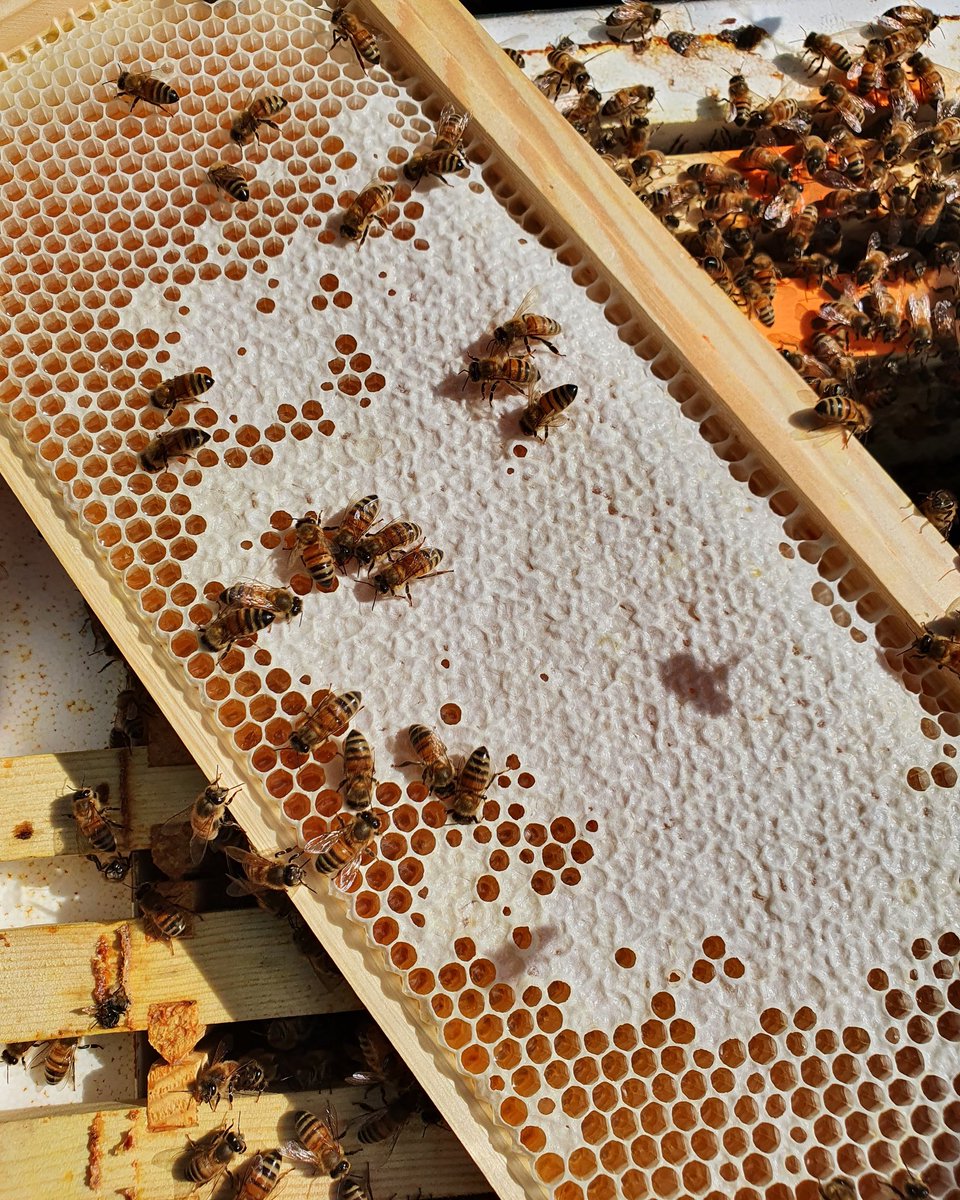 Let the capping commence. #heatherhoney #2020crop #bees #honey
