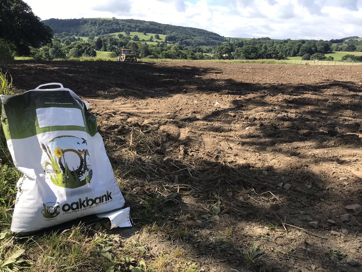 grj243's tweet photo. Good growth in a month from @OakbankGame rescue mix with added Utopia. All late plots are doing well. Be a few weeks yet before birds are fed out to it giving it plenty of time to push on uninterrupted. #highbirdshoot #NorthWales https://t.co/g7gOFJn1pD