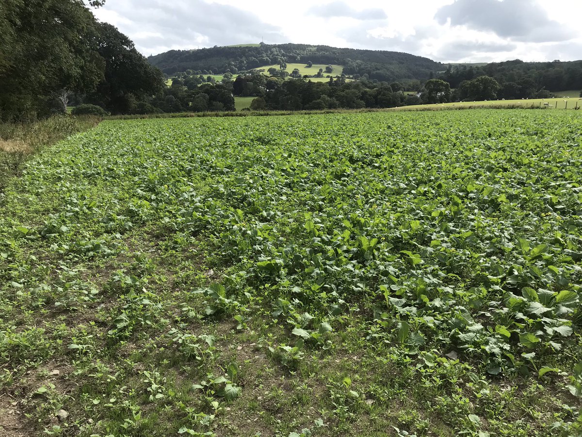 grj243's tweet photo. Good growth in a month from @OakbankGame rescue mix with added Utopia. All late plots are doing well. Be a few weeks yet before birds are fed out to it giving it plenty of time to push on uninterrupted. #highbirdshoot #NorthWales https://t.co/g7gOFJn1pD