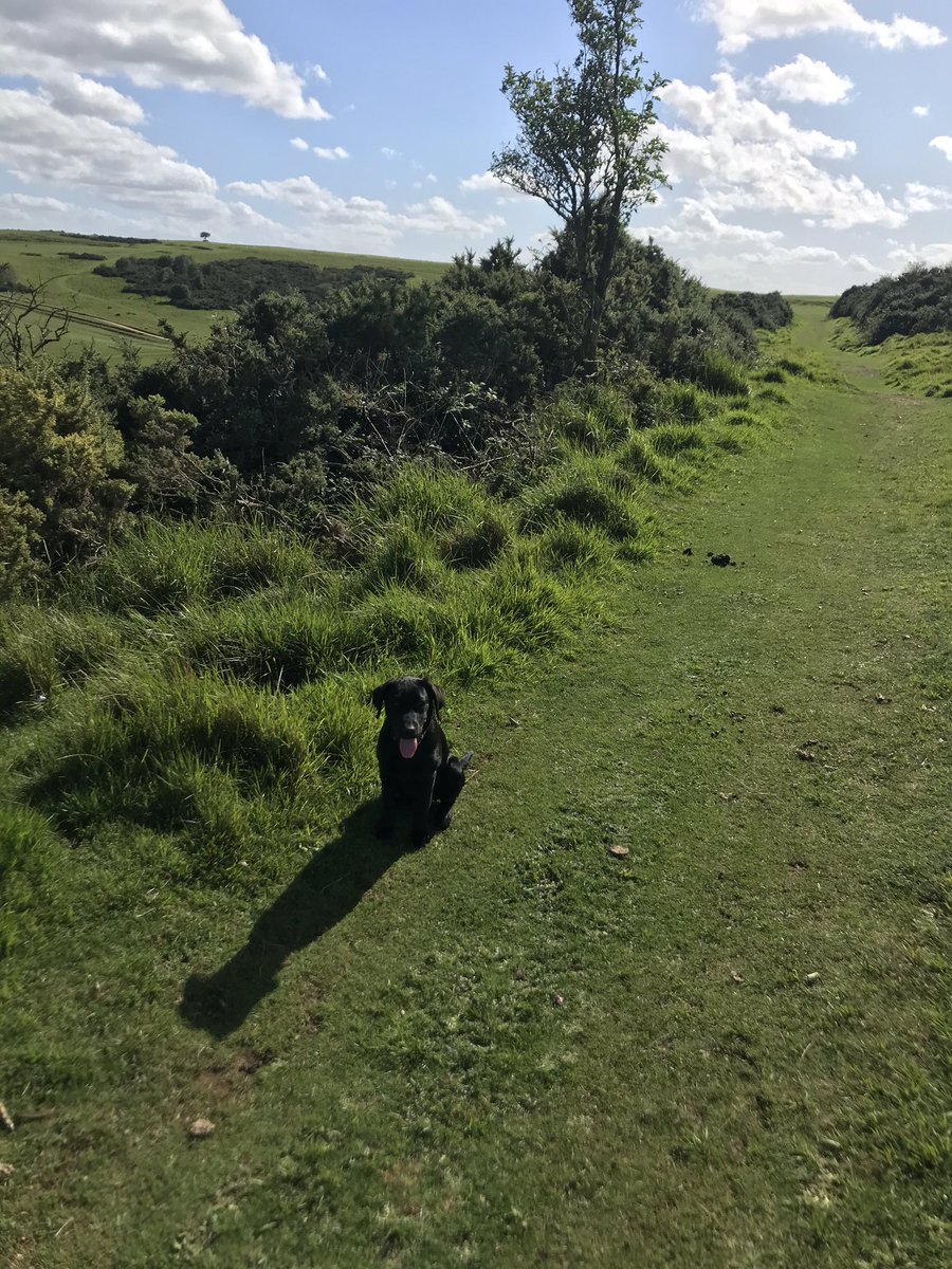REACHBristol's tweet photo. @FrankandErrol walking the hound #AHPsActive #PHDBreak #CleeveHill https://t.co/sloMXDpX3Q