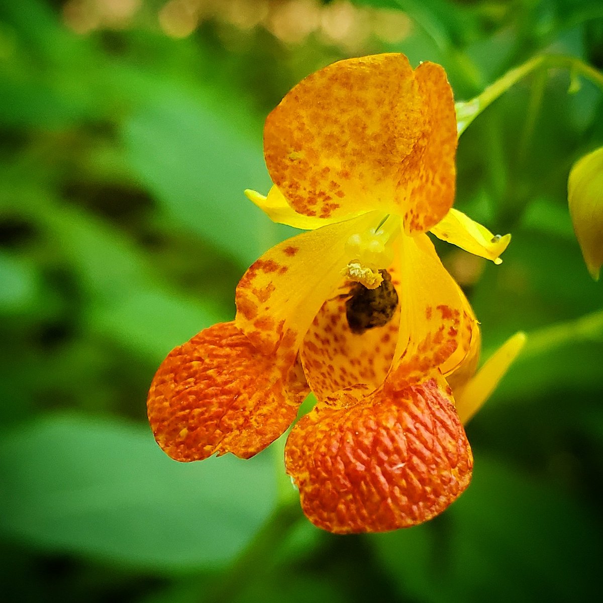 Lovely flower I saw down by the creek.
#Flowers #nature #photography #naturephotography #naturallovers #outdoors #outdoorphotography #plants #FlowersOfTwitter