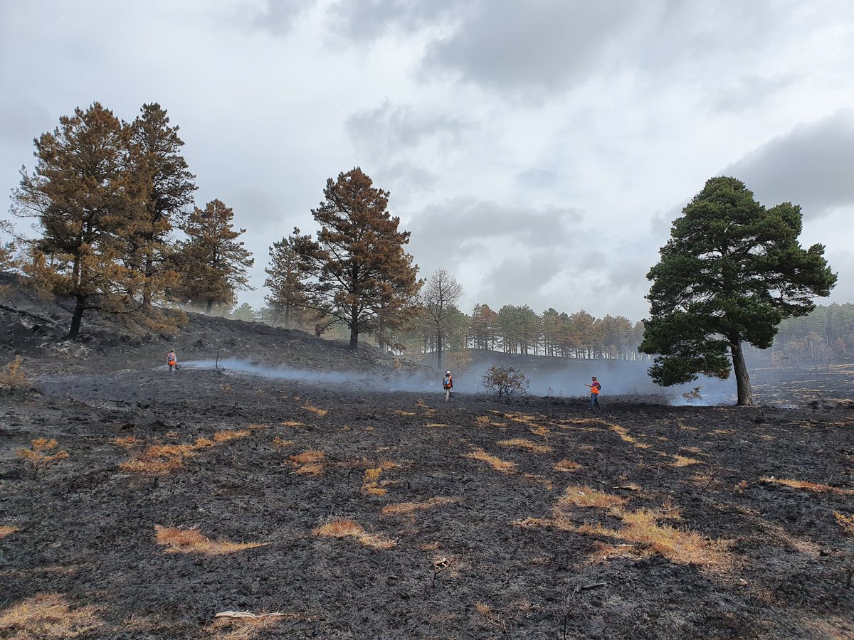 ForestryEngland's tweet photo. In May 2020 large areas of Wareham Forest were destroyed by a ferocious forest fire. It is is believed to have been started by disposable BBQs. Help us to restore the forest here 👉 https://t.co/dvzmeXUvin Image Credit: @WildOnTheRoad #NoBBQs #BeWildfireAware #HelpWarehamForest https://t.co/sGr9lr7N49