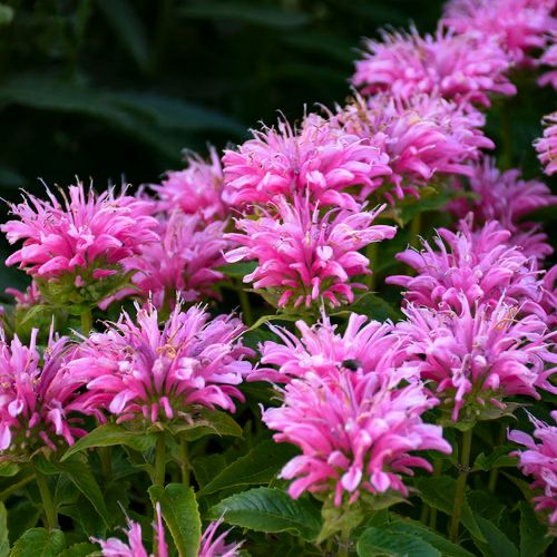 MorganLandscape's tweet photo. The Bee Balm plant thrives in August, while attracting lots of pollinators to your garden. #summer #august #beebalmplant #pollinators #gardening #homeandgarden #frontyard #backyard #horticulture #landscaping #charlottenc #keepingcharlottegreen #themorganlandscapegroup https://t.co/kcISA53RyU