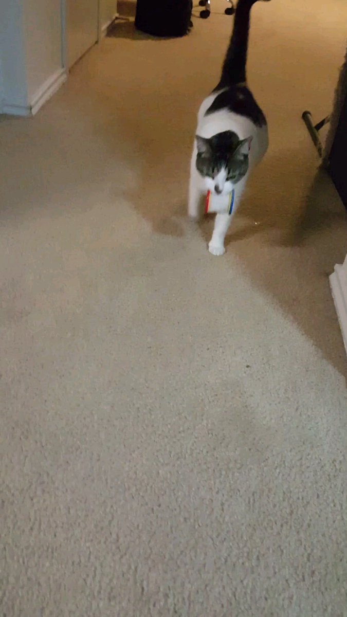 MeowMoeDotCom's tweet photo. #Pickles the #Fetcher
 
#Cats #Cat #Kittens #Kitten #Kitty #Pets #Pet #Meow #Moe #CuteCats #CuteCat #CuteKittens #CuteKitten #MeowMoe 
 
https://t.co/RvC8Xrx2LF https://t.co/cj9jruMQff