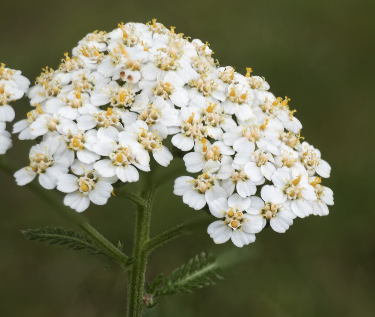NeilAlderney's tweet photo. Tiny flowers from the back garden. These are really tiny, growing in the lawn.Focus stacked from 5 images
#macro #olympus #flowers #focusstacked #photography  #flickr https://t.co/LeN2yFbOy8 https://t.co/PF2iZv3Rma