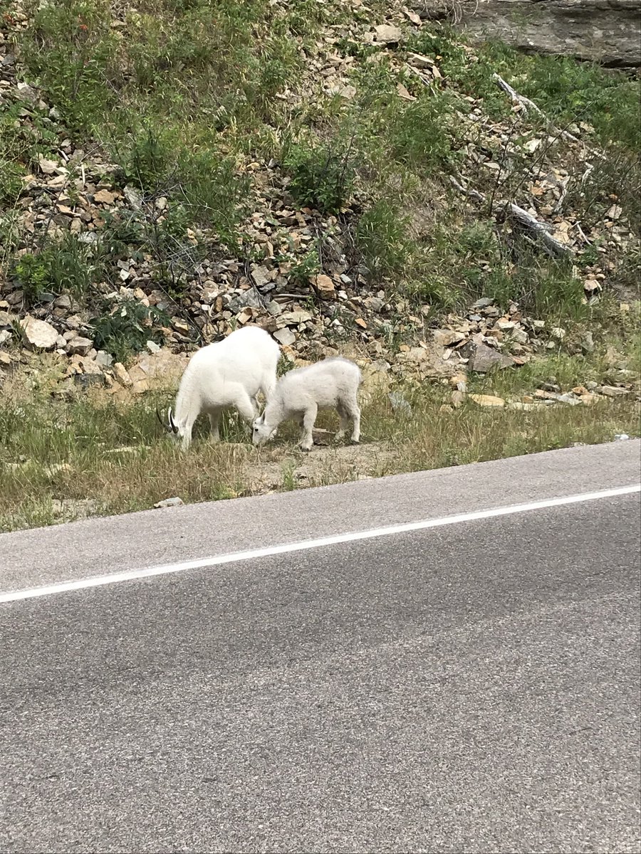 RCAreaEng's tweet image. Mountain goats enjoying lunch in Spearfish canyon. Man, I love my job #SDDOT #SouthDakota ⁦@SouthDakotaDOT⁩