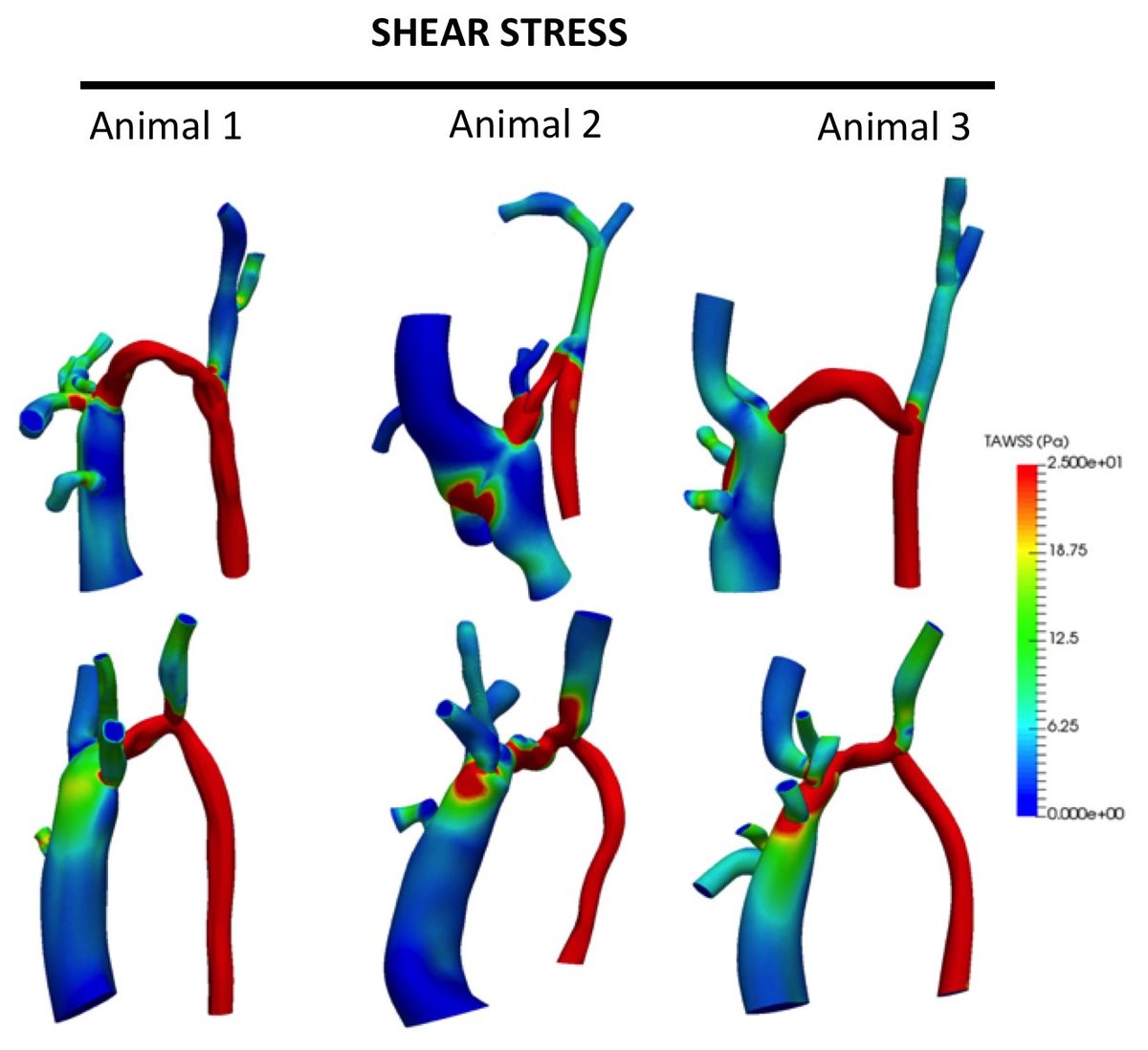 ScienceMagazine's tweet photo. A new approach to a vessel surgery procedure may offer better long-term viability and a lower chance of complications for patients receiving dialysis for #chronickidneydisease, shows work involving rats and 274 patients. @ScienceTM https://t.co/zVDDddqedM

Credit: Bai et al. https://t.co/uKNbNiAaI8