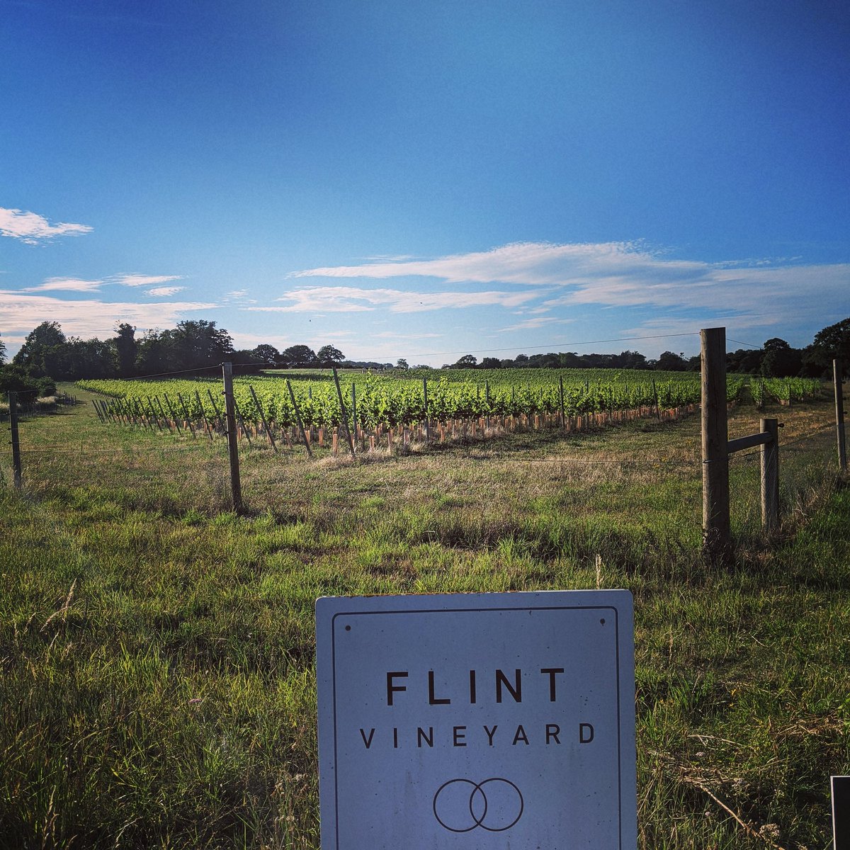 FlintVineyard's tweet photo. EXTRA TOUR DATES 🍷🍾 ☀️ 😎
We've had so many people asking and we just hate saying no, so we've put on extra tours and lunch on the next 3 Wednesdays. Limited spaces - please book asap!
https://t.co/s9C5h0n75x
#winetasting #vineyardtour #winetour #vineyardlunch #15milelunch https://t.co/XL375H6S2u