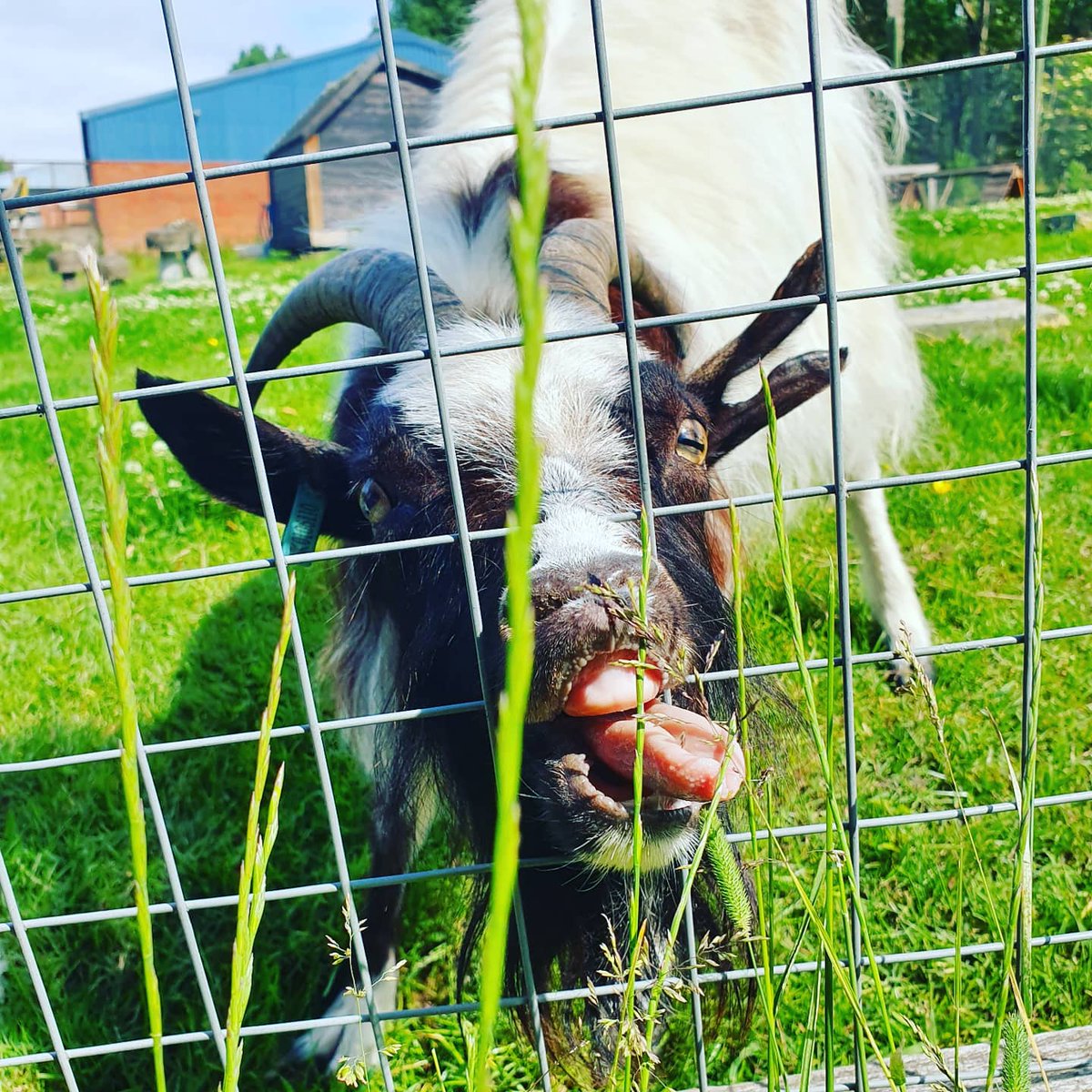 StaceyChance3's tweet photo. @larrayxo Steve would love to be on your wall 🐐 https://t.co/LTGtYTplc8
