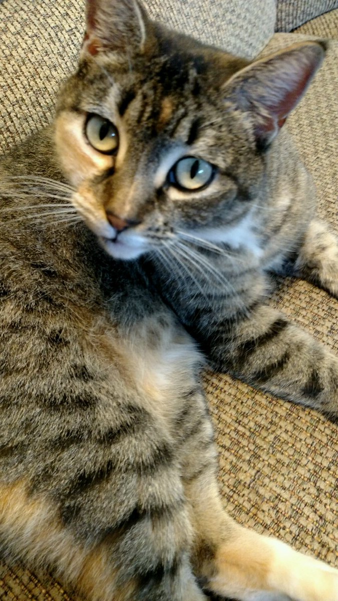 LofKyora's tweet photo. @dmIreneDB Here's Magic. So named because she would always try to eat the cards. https://t.co/BSs5dY84Gd