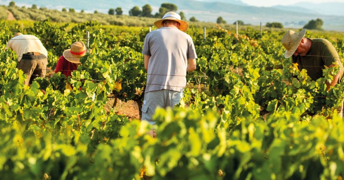 🍷 La #vendimia ha comenzado en Vinos de Alicante DOP. El 4 de agosto se empezó a recoger variedades blancas en los parajes del parque natural de La Mata y Torrevieja.
👌 La campaña se espera con una producción de cerca de 35 millones de kilos de uva.
#vino #winelovers