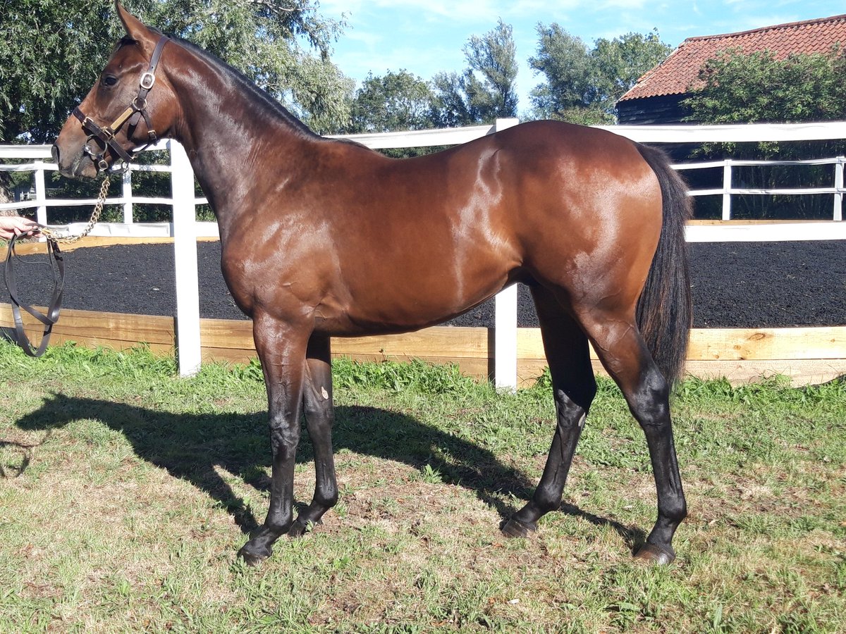 JamesTilbrook's tweet photo. Garswood x Allegramente (Dansilli) Lot number 198 at the @tattsascot sale on September 8th at park paddocks in Newmarket. He will be standing in Wallbox V485 @Tattersalls1766 https://t.co/uotWsBEvfz