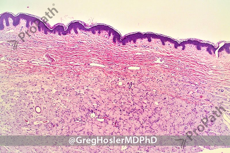 Gregory A Hosler tweet media