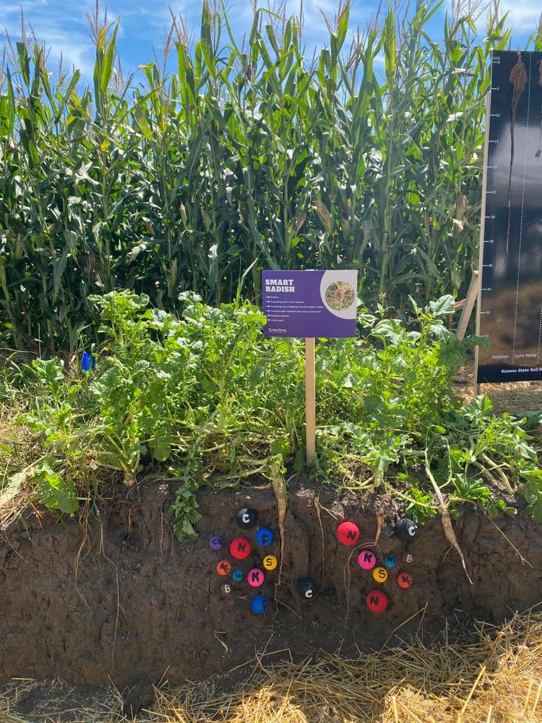 NDSUsoilhealth's tweet photo. 3rd Kansas Soil Health Partnership Field Day at Guetterman Brothers Family Farms! Thanks to @kscorn, @KStateAgron, and @SoilPartners for making it possible! It has been a great on-farm soil health research with strong extension and outreach. https://t.co/4cYquhuCYZ