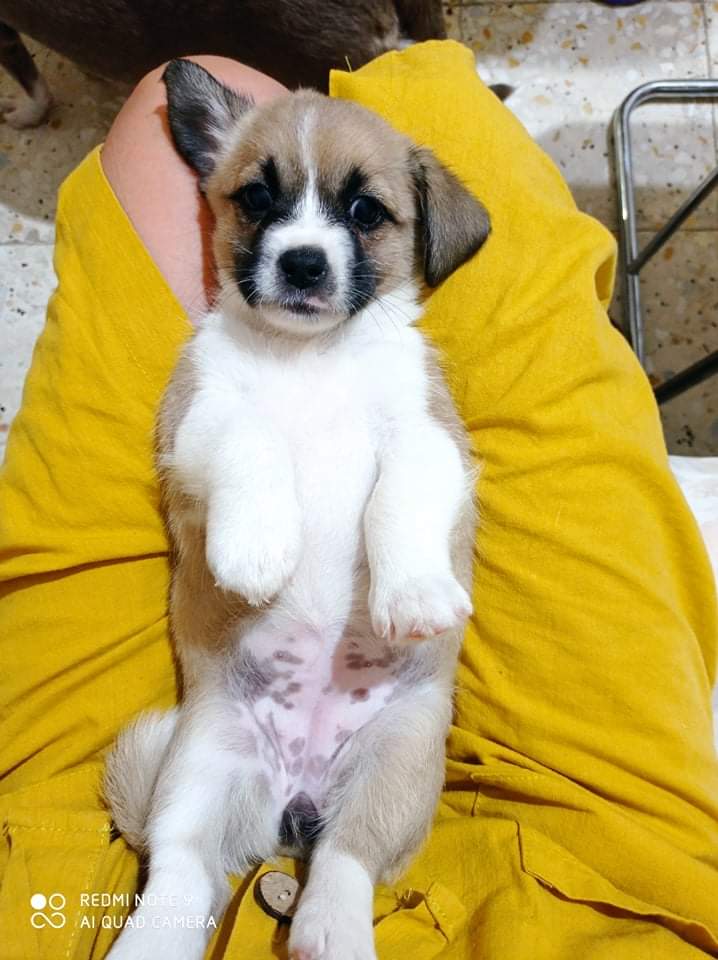dogs_forgotten's tweet photo. Some of our puppies. Mother saved from a shelter 
#puppylove 
#PupPlay 
#stray dogs 
#ThursdayMotivation https://t.co/umCcPbTTFg