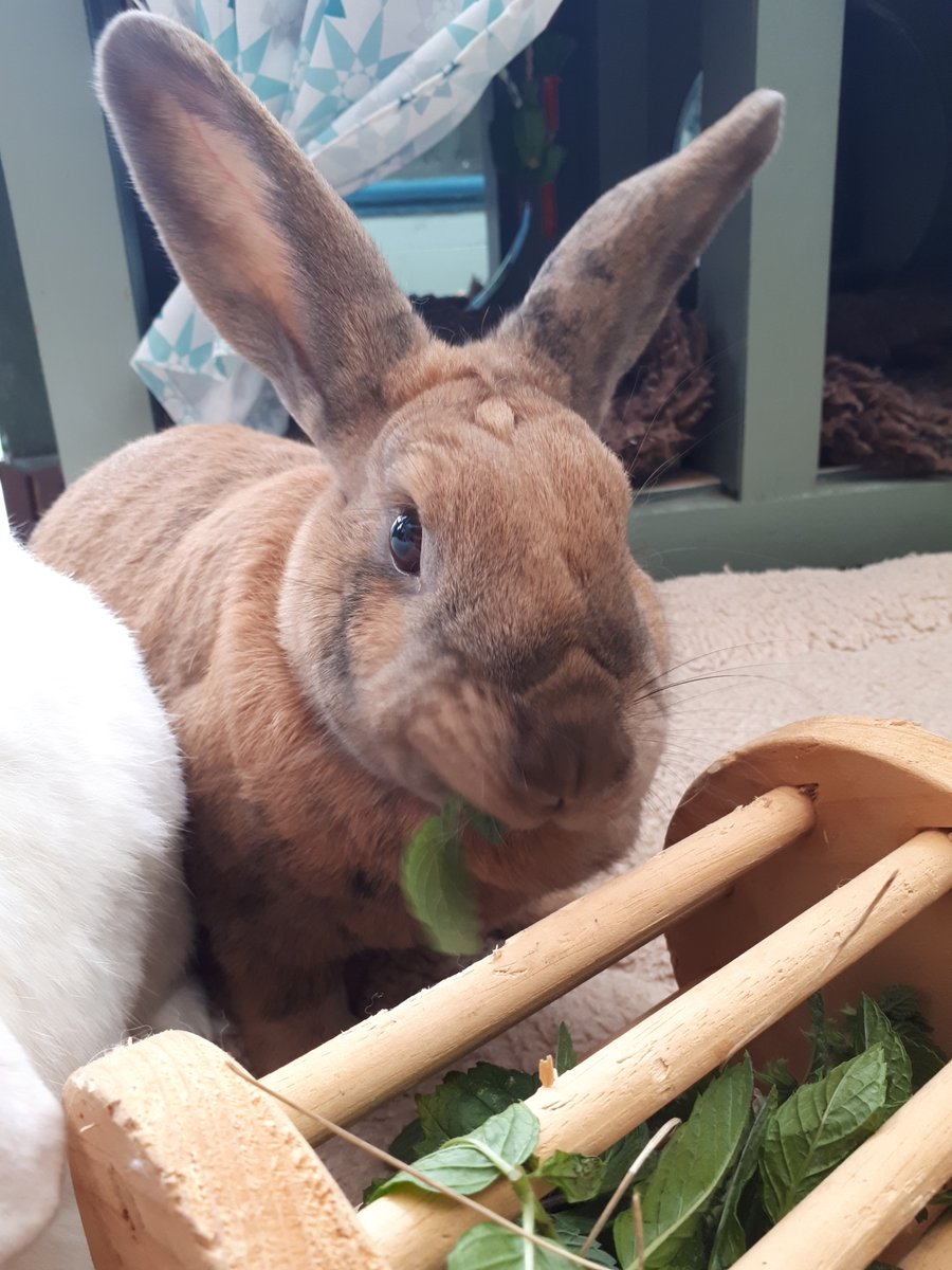SNORSSanctuary's tweet photo. Rabbits need to be able to display their natural behaviours that they would in the wild in order to be happy, such as digging, chewing, periscoping & running. A #rabbit needs an enriched environment to keep them interested. See more on our FB page. #RAWfest2020 #SNORS 🐰🐰 https://t.co/zBm9zWUOD5