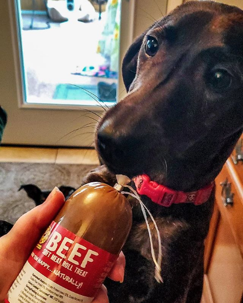 HappyHowiesInc's tweet photo. #tbt Always ready for training when I'm getting lots of treats! 😋🦴 #puppyintraining #happyhowies #plotthound #michigandogs #dogsofmichigan #dogsofeastlansing
( #📷 @the.weilder.sisters )
Happy Howie's happy dog of the week!⠀⠀
#tbt #throwbackthursday #smile #happy https://t.co/CPK6V6mgX7
