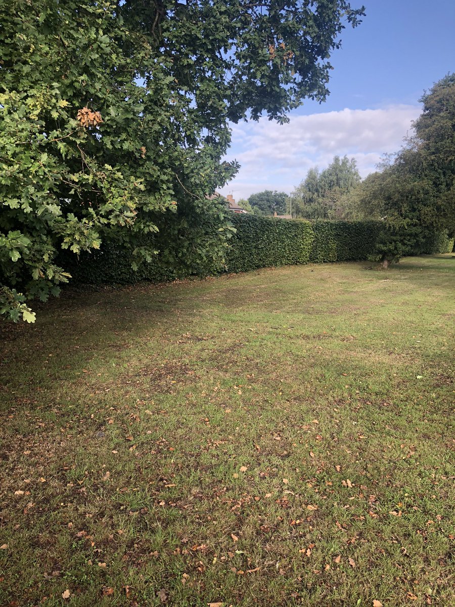 Few pictures of the hedge cutting for a local council #sussex #surrey