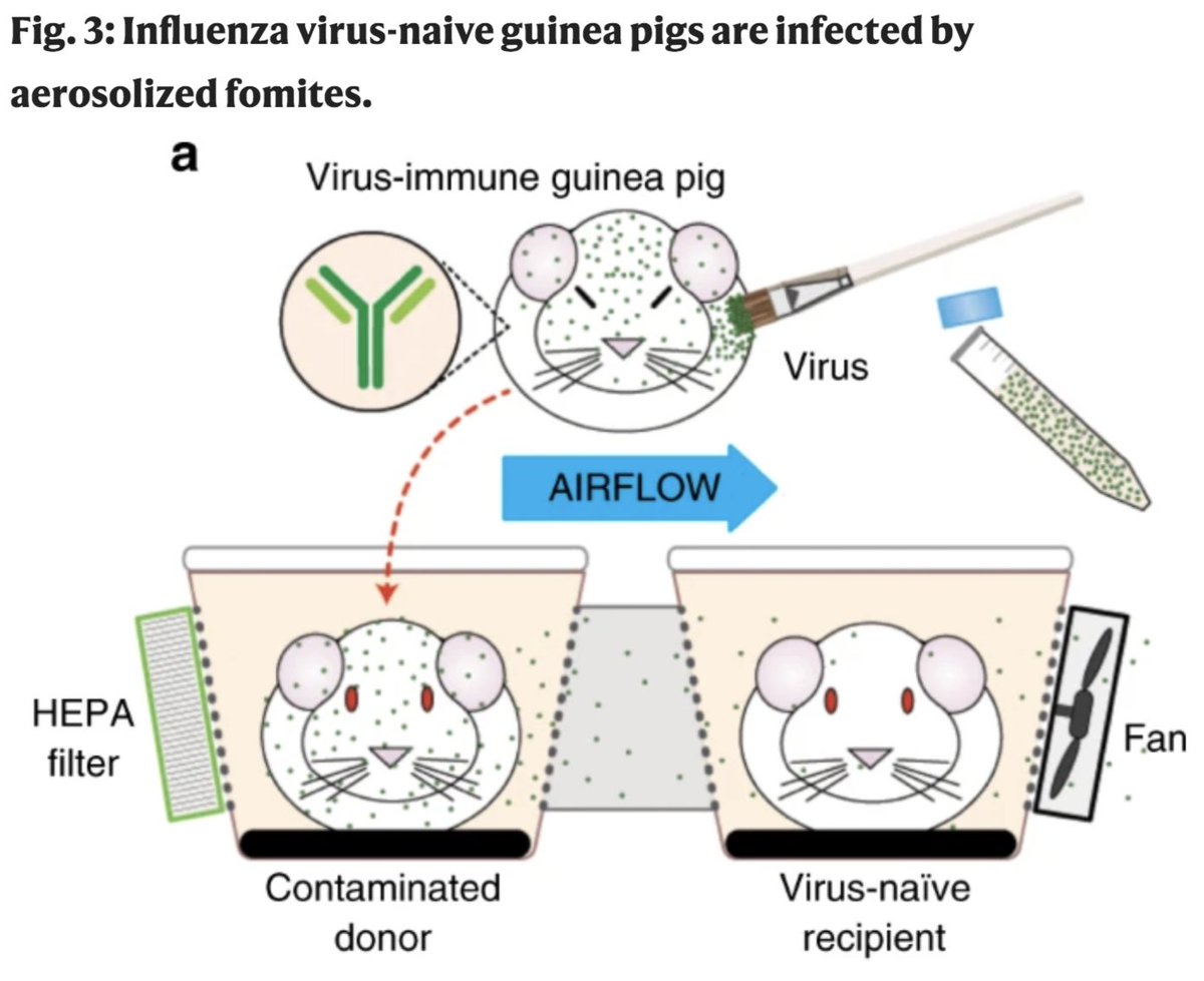 1. Scientists show that dust can spread a respiratory virus: study of Influenza virus in guinea pigs shows these animals disperse lots of dust particles by just moving around and the virus can hitch a ride on dust, travel to another cage, and cause new infections...