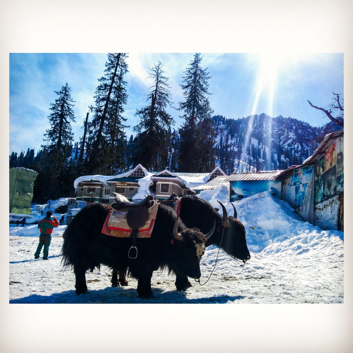 MayurPPathak's tweet photo. Solang Memories from Manali, Himachal Pradesh ❤️
#Manali #HimachalPradesh #IncredibleIndia #Travel #India #photograghy https://t.co/gggjVD4iuF