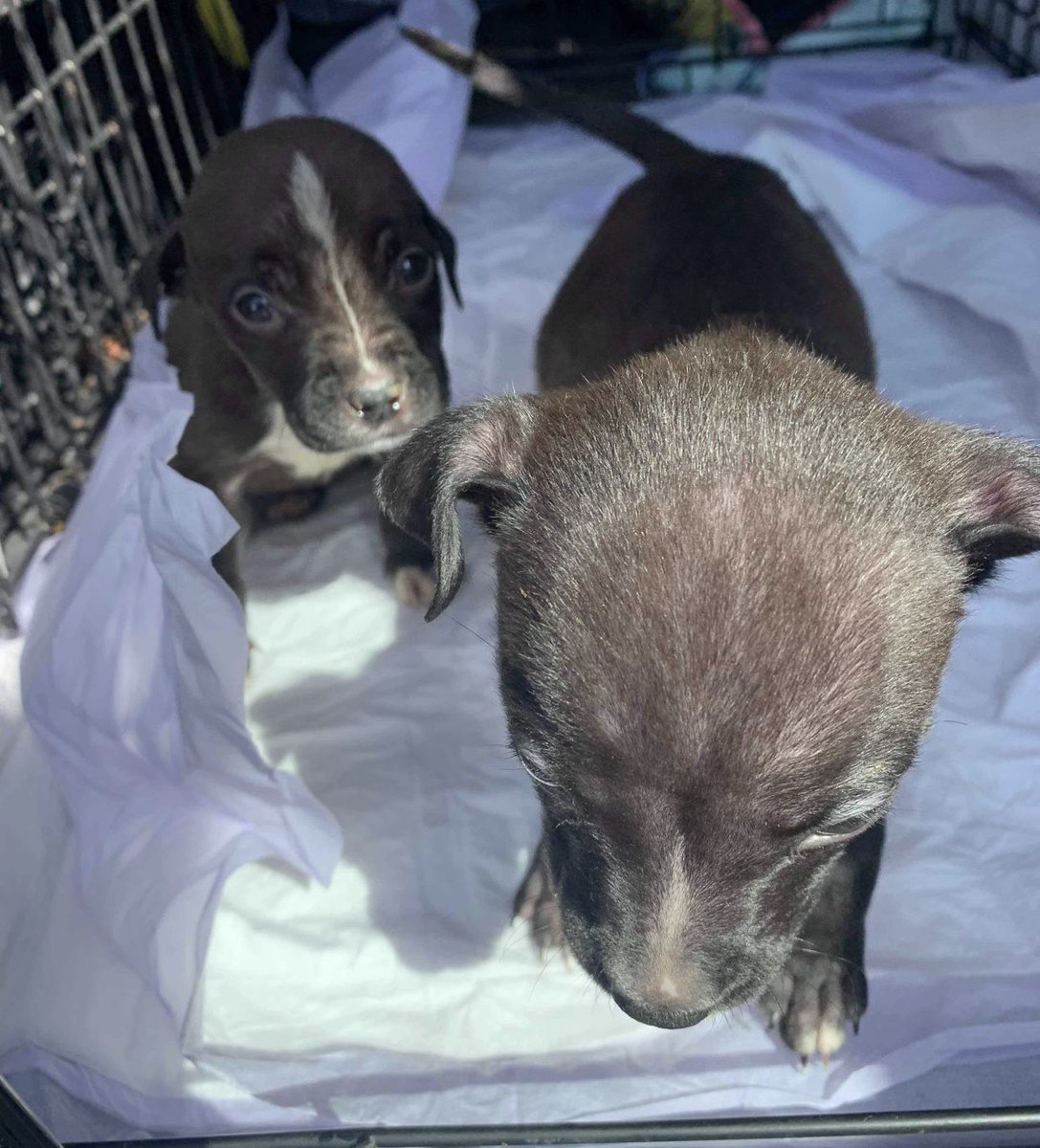 reddogsusie's tweet photo. BOW & ARROW ARE SAFE❤️❤️🎉
Thanks to Compassionate Animal Rescue Efforts of Dutchess County-see pics😍
Pledges/Donations:
Mail: 1541 Route 376, Wappingers Falls, NY 12590.
PAYPAL:
Careofdc@gmail.com
Pls ref: Bow\Arrow #MASA392 #MASA393
ThankU 2every1 who helped them
#Memphis https://t.co/R3oBei3mOC
