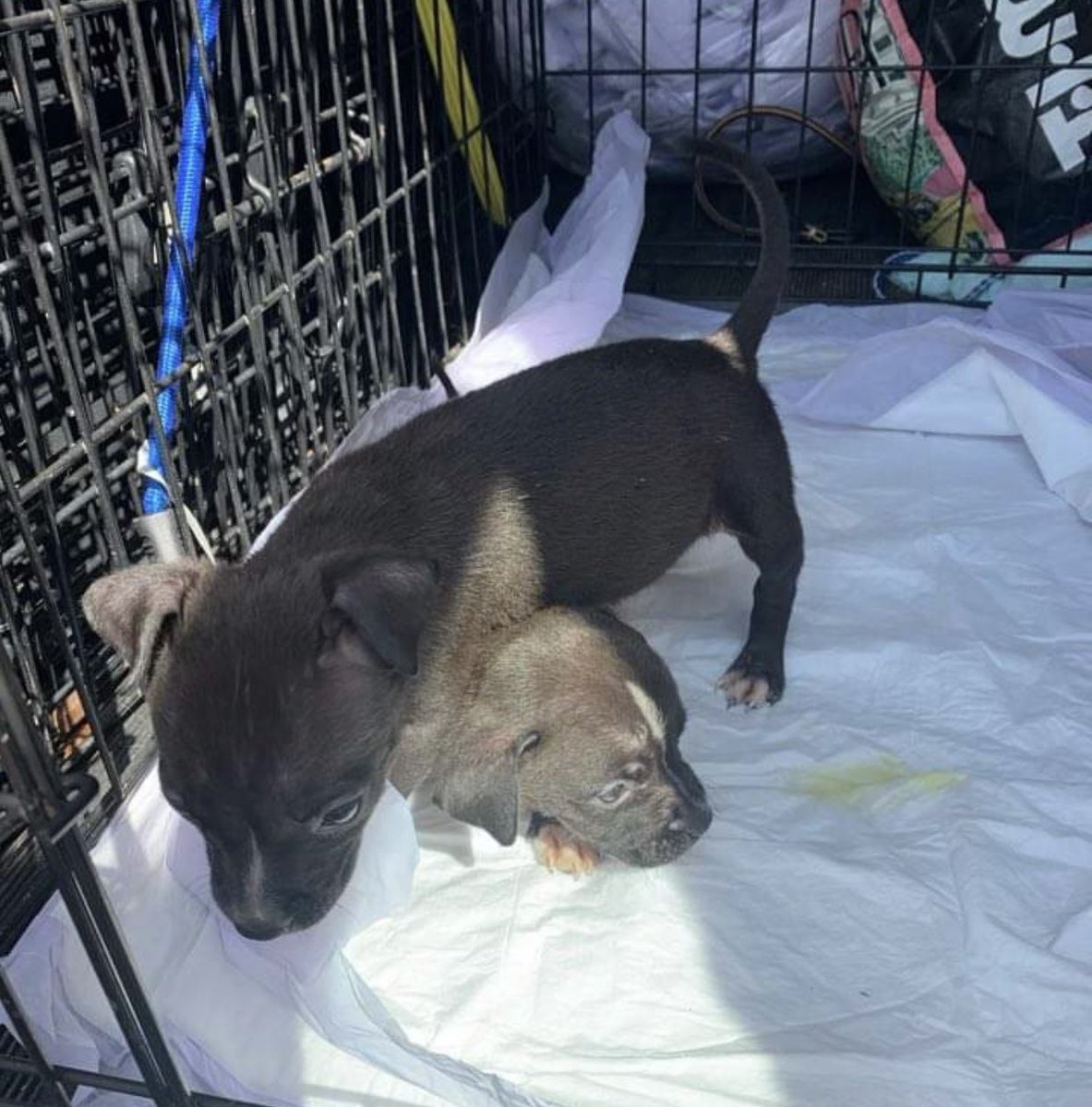 reddogsusie's tweet photo. BOW & ARROW ARE SAFE❤️❤️🎉
Thanks to Compassionate Animal Rescue Efforts of Dutchess County-see pics😍
Pledges/Donations:
Mail: 1541 Route 376, Wappingers Falls, NY 12590.
PAYPAL:
Careofdc@gmail.com
Pls ref: Bow\Arrow #MASA392 #MASA393
ThankU 2every1 who helped them
#Memphis https://t.co/R3oBei3mOC
