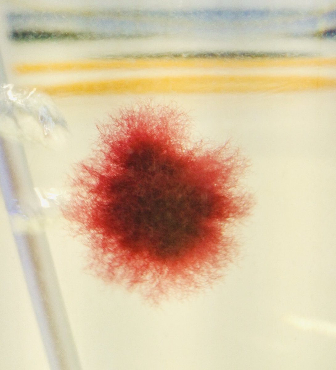 Check out this little beauty... Asparagopsis armata. A gorgeous red #seaweed. 

I thought I’d killed it years ago, but <a href="/Fizzy_Storm/">Tracey Beacham</a> has nursed it back to health. 

When fed to cattle, it can reduce methane emissions by up to 99% apparently! 💪

#ExeterMarine #AlgalBiotechnology