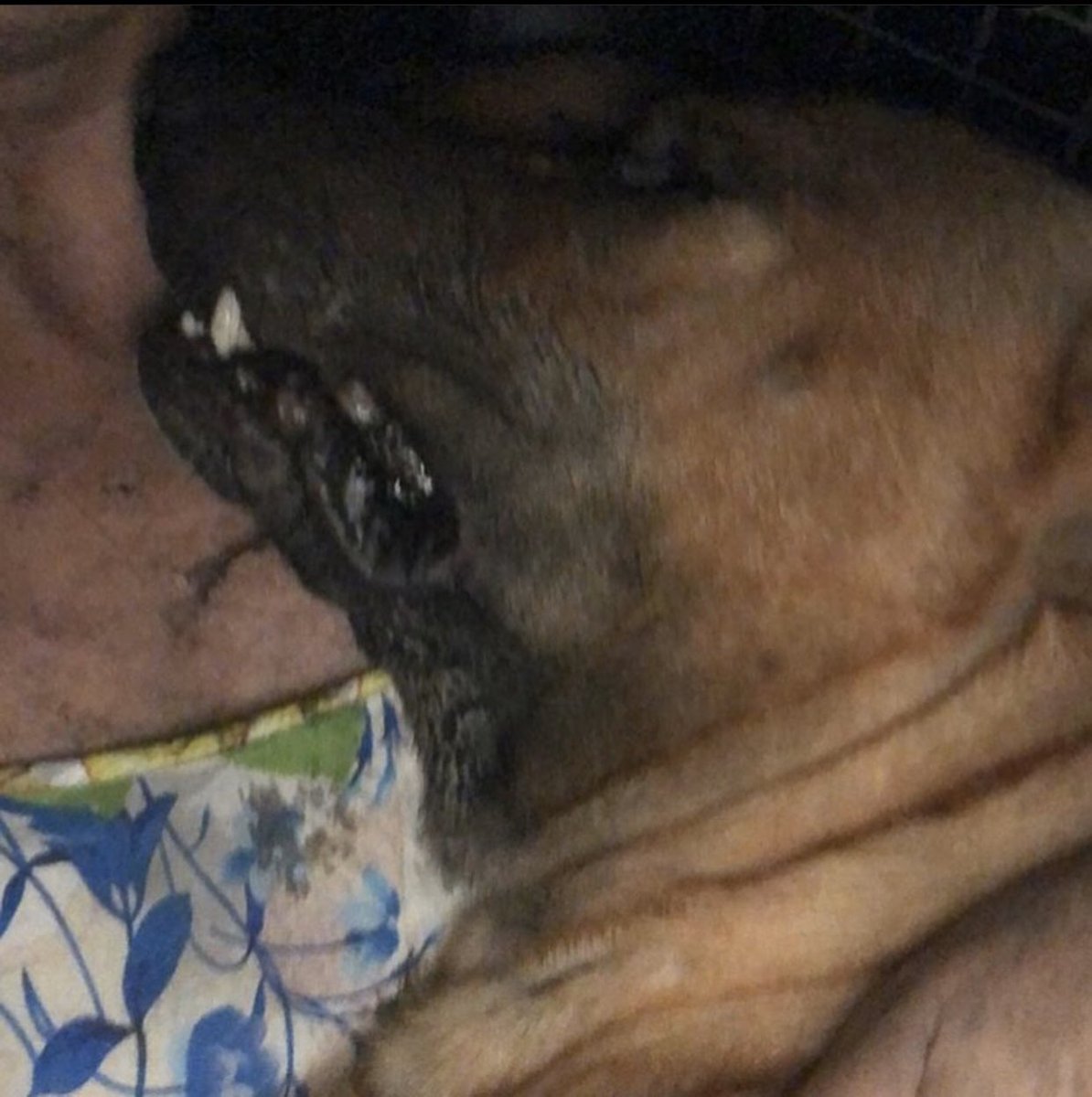 Exposedthe1's tweet photo. Ola amores, voltamos  para mostrar pra vocês a injustiça que a @sarapatinhas está passando, ela já perdeu 3 cachorros (por envenenamento) os 2 últimos em menos de 24h, ISSO É INACEITÁVEL, nós do @Exposedthe1 somos totalmente contra maus tratos animais!!! #envenenaranimaisécrime https://t.co/PVzGo33ym2