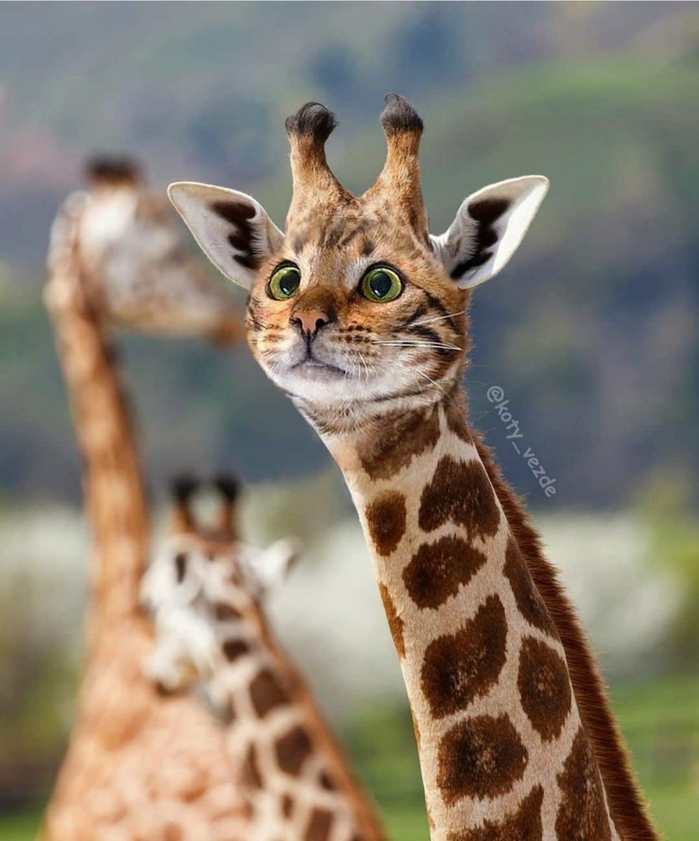 GiraffesOf's tweet photo. Mi psicóloga: la michirafa no existe.

La michirafa: https://t.co/ppJ5VLbg6m