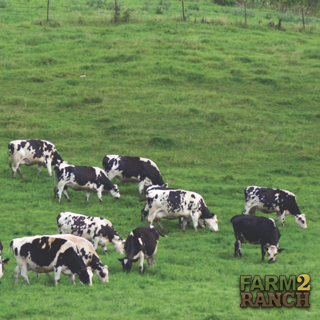 farm2_ranch's tweet photo. We're sure you all know that a group of cows is called a 'herd', but did you know that a group of cats is called a 'clowder'?

#farm2ranch #usedag #themoreyouknow #agriculture #letsgrowtogether https://t.co/0BQEO6KbuX