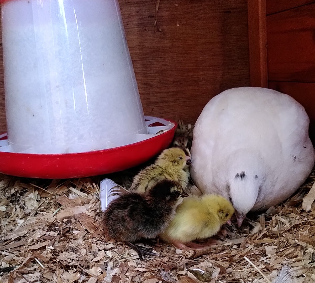 Pacamrusted's tweet photo. Wir haben klitzekleine flauschige Wachtelküken 🐣 https://t.co/jW2taKzZTO