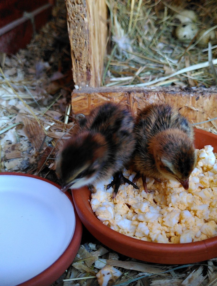 Pacamrusted's tweet photo. Wir haben klitzekleine flauschige Wachtelküken 🐣 https://t.co/jW2taKzZTO