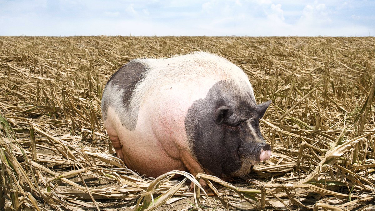 Iowa Crops Devastated After Big Fat Mama Hog Goes On Tear Through Cornfield bit.ly/2Qo7Wfj