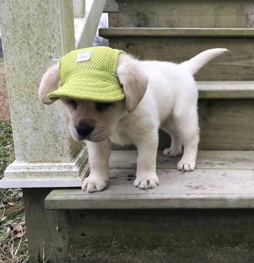 day 13 of jonny as puppies 