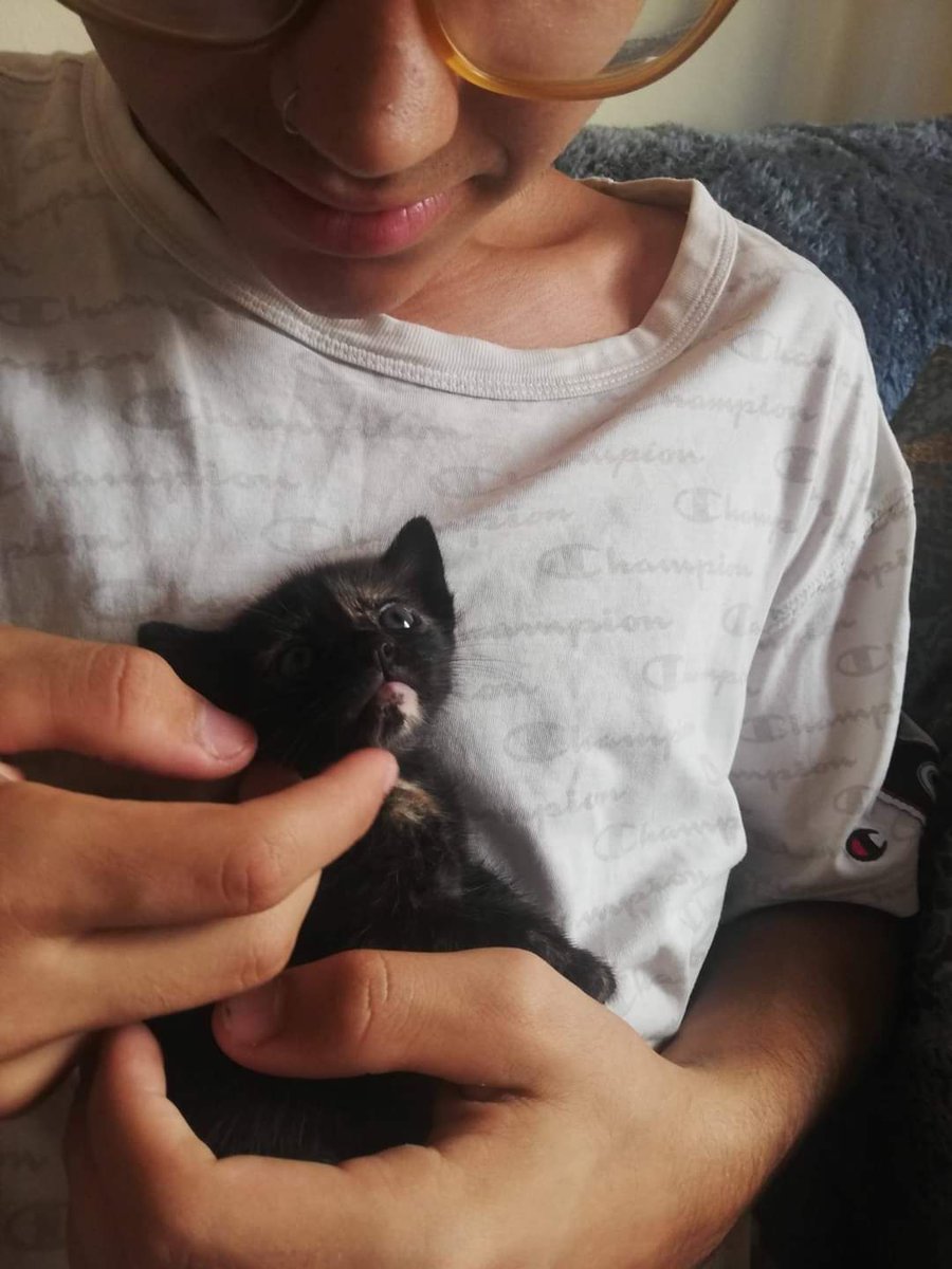 voluntacaad's tweet photo. Copiat del CAAD Penedès Garraf
📣Tornem a fer una crida per a trobar acollides per gatets lactants🍼🐈
#FemXarxa #XarxaBarcelonaAdopcions #XarxaTarragonaAdopcions #Penedès #Garraf #Anoia #VNG #Vila #catlovers #catrescue #2millorque1 #VilanovailaGeltru #Sitges #SantSadurni https://t.co/j7LLrCX6qp