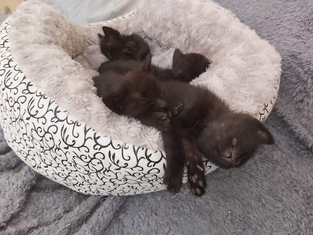voluntacaad's tweet photo. Copiat del CAAD Penedès Garraf
📣Tornem a fer una crida per a trobar acollides per gatets lactants🍼🐈
#FemXarxa #XarxaBarcelonaAdopcions #XarxaTarragonaAdopcions #Penedès #Garraf #Anoia #VNG #Vila #catlovers #catrescue #2millorque1 #VilanovailaGeltru #Sitges #SantSadurni https://t.co/j7LLrCX6qp