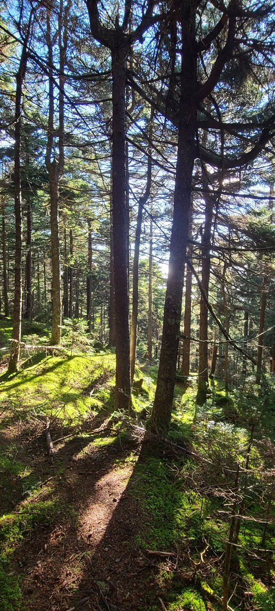 elevatingEBP's tweet photo. Last night I was exhausted so I went to bed and got up early to recharge in mother nature:) #mybackyard #loveVT #burnout https://t.co/pNRfzX35oG