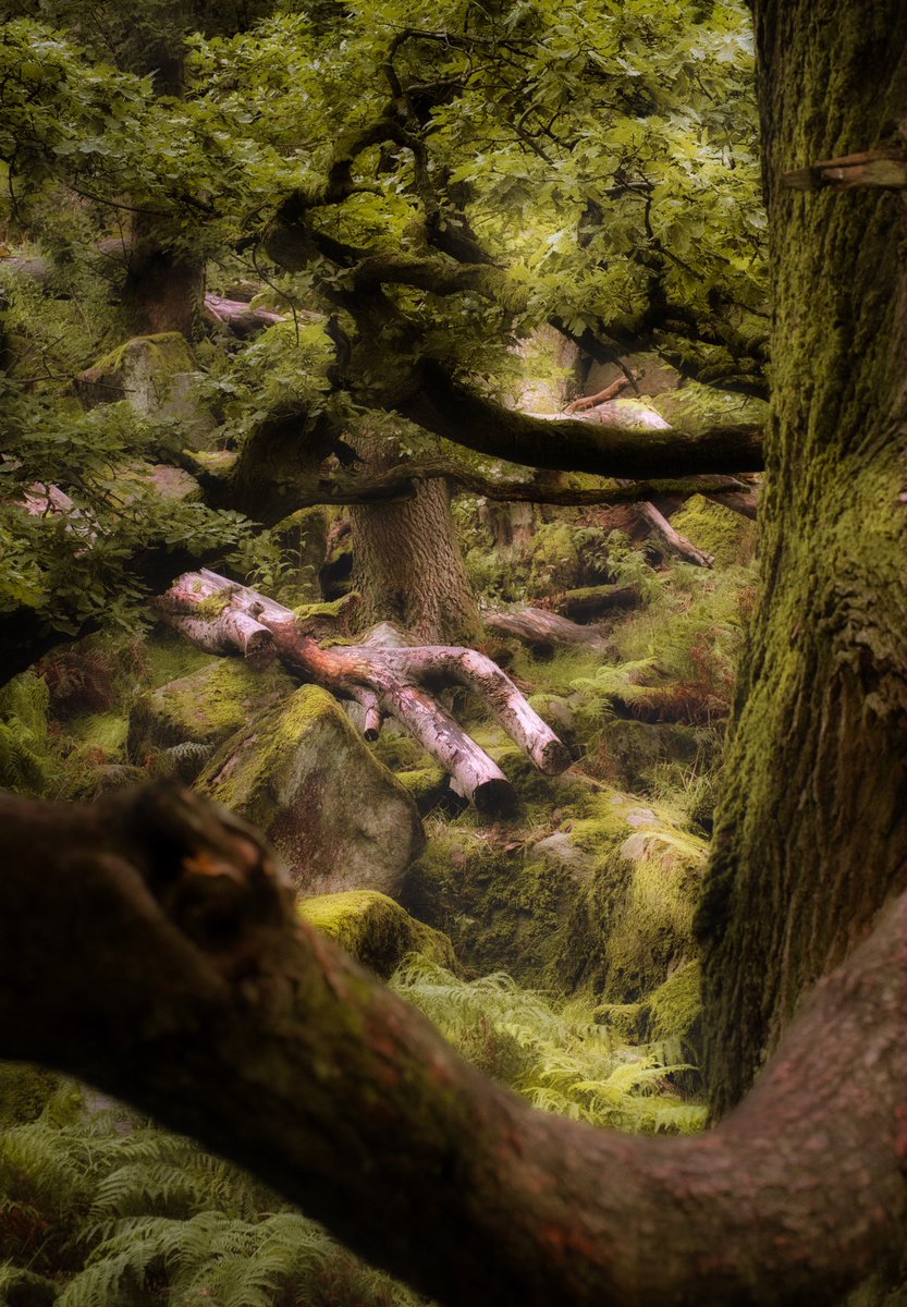 andyDoughty11's tweet photo. Relaxation. Yesterday I ventured out to the beautiful and enchanting #Padleygorge for some photo therapy. 
Easily one of the most beautiful places in the UK. 
Here’s one of my compositions (if you’d like to take a peek at my photo journeys - Instagram andydoughty_bravewode) https://t.co/AZBtbHGVF9