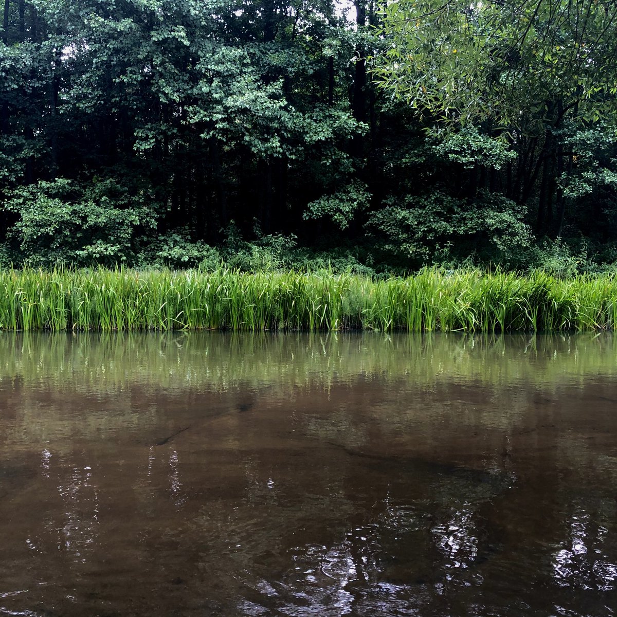 Michiel Driebergen tweet media