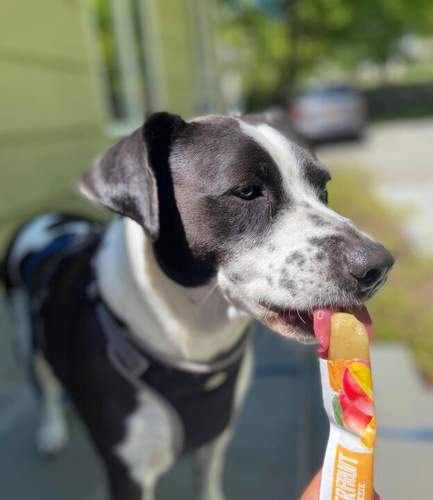 Hey <a href="/dog_rates/">WeRateDogs</a> how cute is this good boy? 🐶😍 #doglife