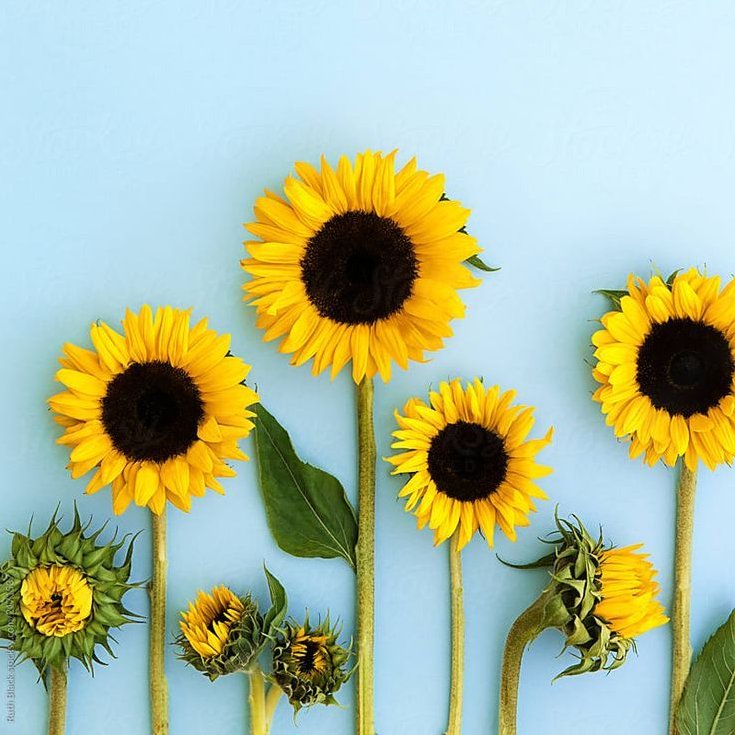 Sunflowr tweet media