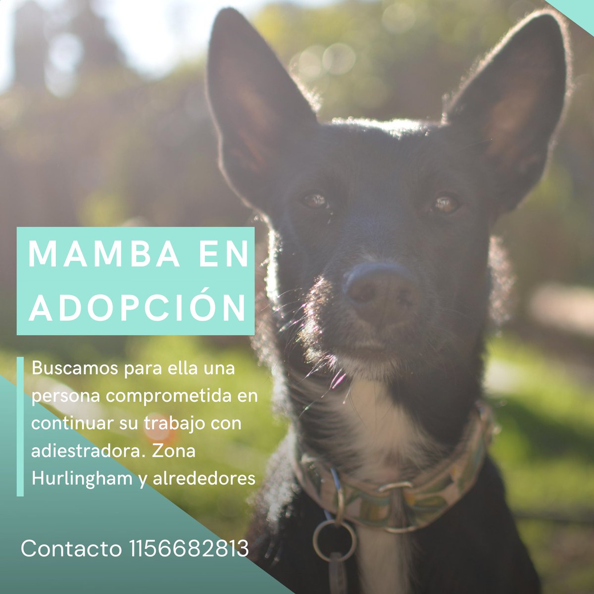 En adopción.
Zona hurlingham y alrededores.
¿Te copas retuiteando?