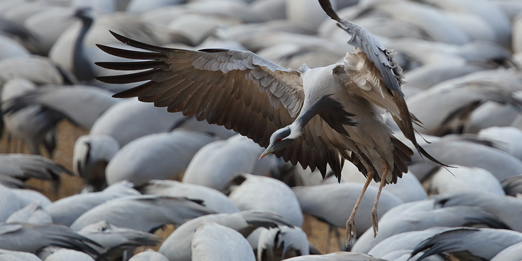 AmericanMensa's tweet photo. Every winter, the villagers of Khichan, Rajasthan, India, host migrating cranes by providing them feed. Marian Herz waited for the cranes on top of a house before sunrise. When the birds felt it was safe, they moved to the feeding area and Marian snapped this shot. #OpeningShots https://t.co/1LPLX1mudj